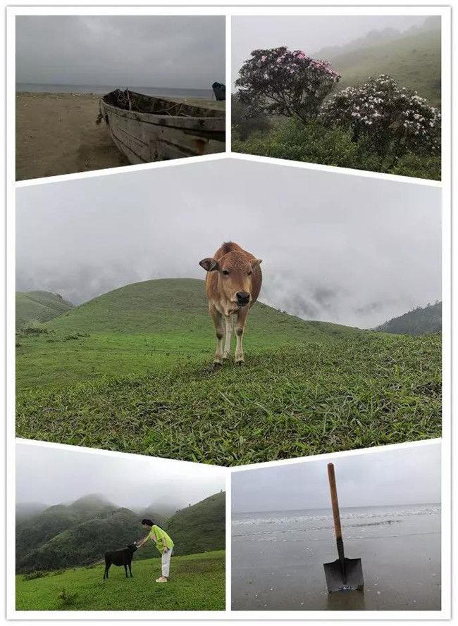 5月1日，陽西藍袍藍看海，陽春雞籠頂?shù)巧劫p高山杜鵑