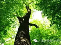 【博皓感悟】欲為大樹，莫與草爭