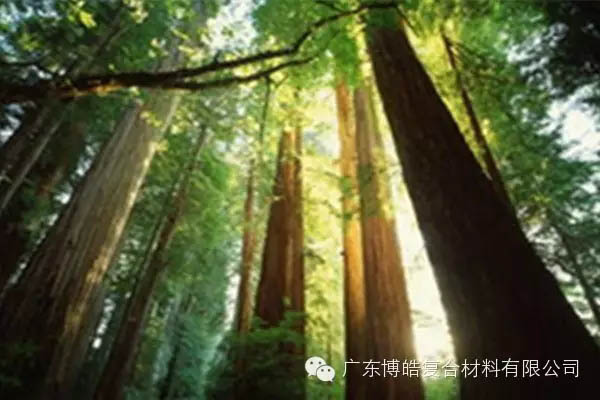 【博皓感悟】欲為大樹，莫與草爭-2
