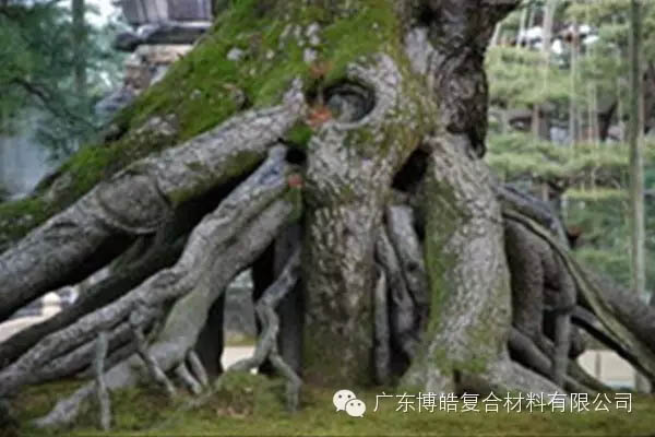 【博皓感悟】欲為大樹，莫與草爭-5